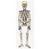 Jointed Skeleton Hanging Decoration 89cm (35") Halloween - Party Owls